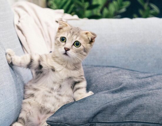 Adorable, Remorse less Killing Machine Is World’s Deadliest Cat